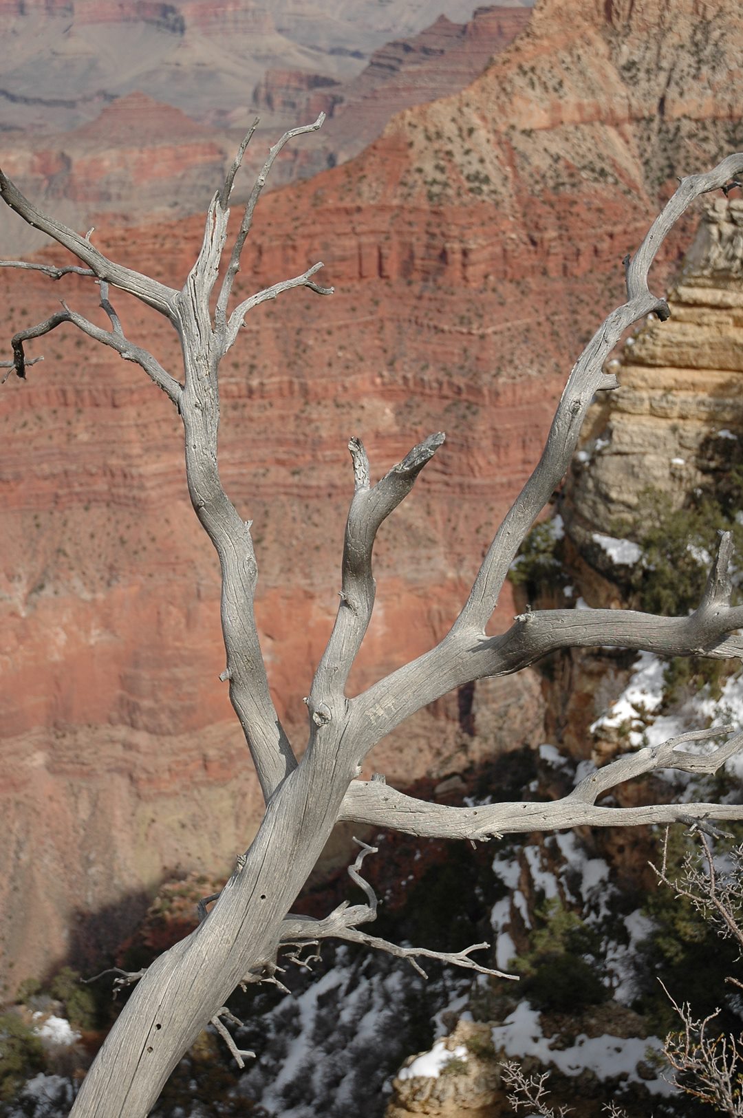 277   Grand Canion, Usa